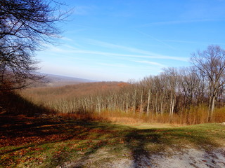 sunset in the forest