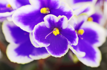 Obraz premium Violets beautiful flowers, background.