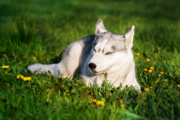 An angry Siberian husky who is lying down at grass at the city park and looking left. There are some dandelions around her. A grey & white female husky bitch has blue eyes.