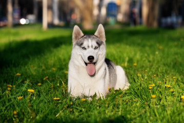 A Siberian husky is lying down at grass at the city park and looking forward. There are some dandelions around her. A grey & white female husky bitch has blue eyes.