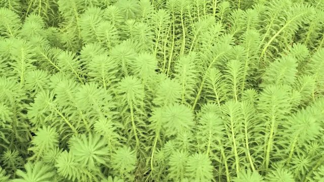 Slow tilt down move and fly up. Close up view on aquatic plant named Parrot Feather (Myriophyllum) and reed