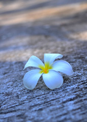 A white plumeria flower fallen on the cement ground