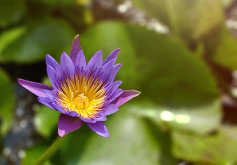 Panama Pacific water lily  blooming in the pond.