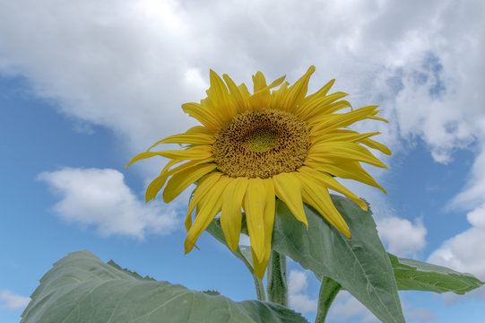 Fleur de tournesol