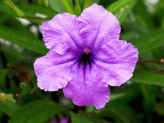 A purple Minnie root (Popping pod, Cracker plant,Ruellia tuberosa) with leaves.