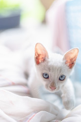 little kitten on the bed