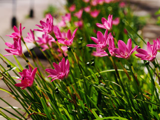 Obraz premium Pink rain lilies (Zephyranthes) blooming in the garden.