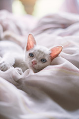 little kitten on bed