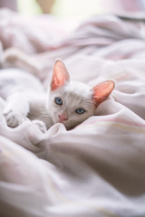 little kitten on bed