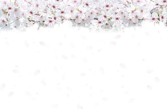 桜の背景（白と薄いピンクのイメージ）
