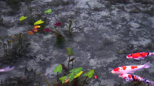 日本の岐阜県にある、名もなき池（通称モネの池）の錦鯉