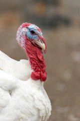 Dindon domestique