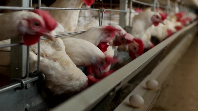 Poultry farm for breeding chickens, chicken eggs go through the transporter, factory