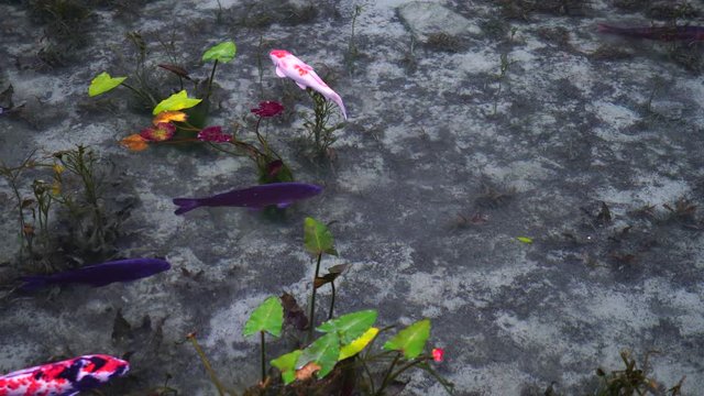 日本の岐阜県にある、名もなき池（通称モネの池）の錦鯉