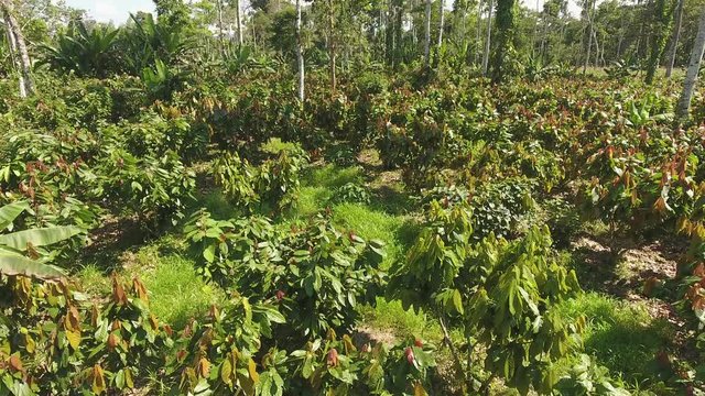 Flying over cacao bushes (Theobroma cacao) in a plantation cut out of the rainforest in the Ecuadorian Amazon. 