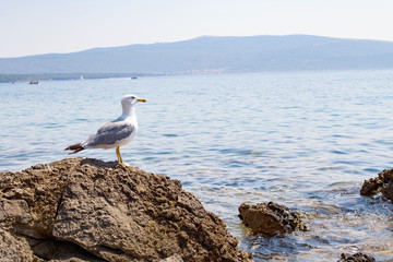 Seagull by the seaside