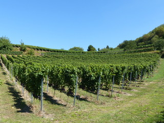 Fototapeta na wymiar Weinberge in Heppenheim an der Bergstrasse