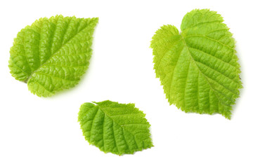 hazelnut leaves isolated on white background. top view