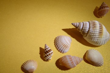 Fototapeta na wymiar Seashells on gold background.