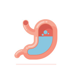 Flat design vector Illustration of human stomach