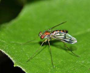 An adult Long Legged fly sleeps on an oak leaf during the night. During the day they are very active, constantly flying from leaf to leaf.