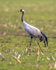 Obraz na płótnie Canvas Crane in grass field