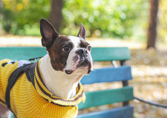 Dog boston terrier in yellow sweater sitting on bench in the Park