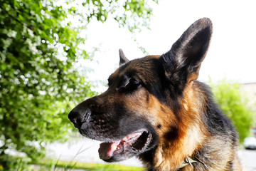 Dog German Shepherd in a park near branch of blossoming apple tree