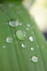 Closeup of water drops on a leaf