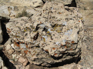 lichen rock