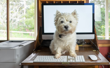 Bring dog to work day - west highland white terrier on desk with computer