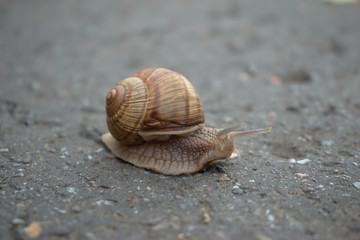 Closeup of a snail on the pavement