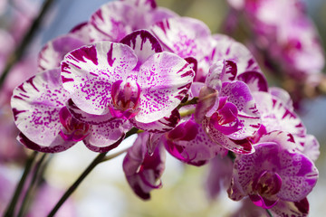 Pink orchid flower in garden at winter or spring season