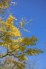 Fototapeta premium イチョウと青空