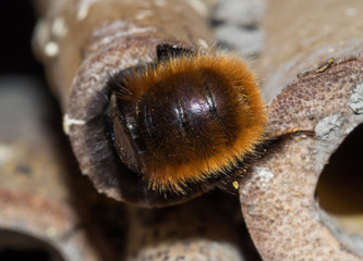 Solitary bee  at insect hotel