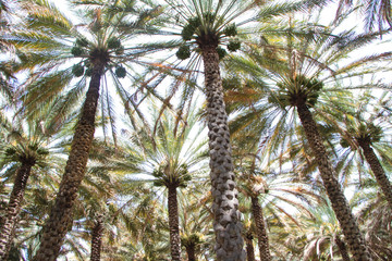 The beginning of the palm season