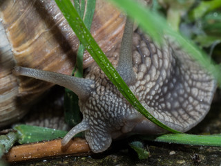 Edible snail close up