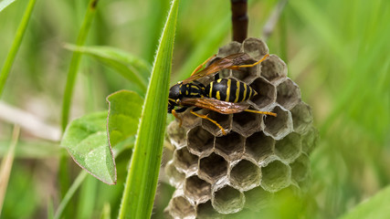 Wasp builds nest