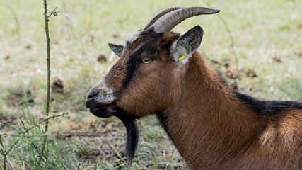 Goat profil view
