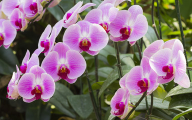 Pink phalaenopsis orchid flower in garden