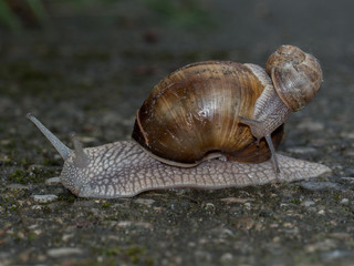 Edible snail piggypack