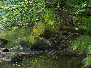 Little creek in forest