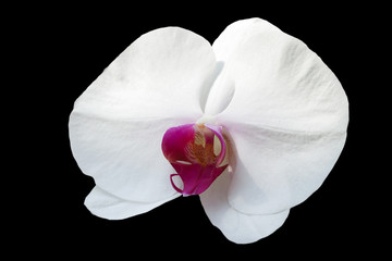 Naklejka na ściany i meble White orchid flower on black background