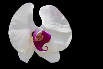 Fototapeta na wymiar White orchid flower on black background