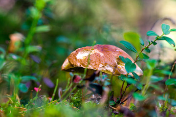 mushrooms in the autumn forest