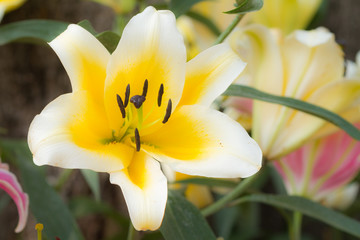 Yellow lily flowers closeup.