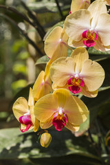 Obraz na płótnie Canvas Yellow orchid flower in garden closeup view