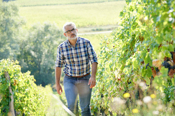 Winemaker walking in vineyard