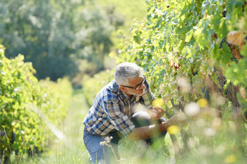 Winegrower checking vineyard rows and grapes