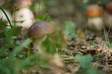 Closeup of cep mushroom